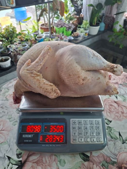 Свежий забой индейки.