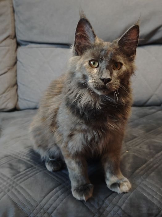 Мейн Кун девочки