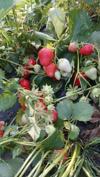 Разсад ягоди  качество и корекност