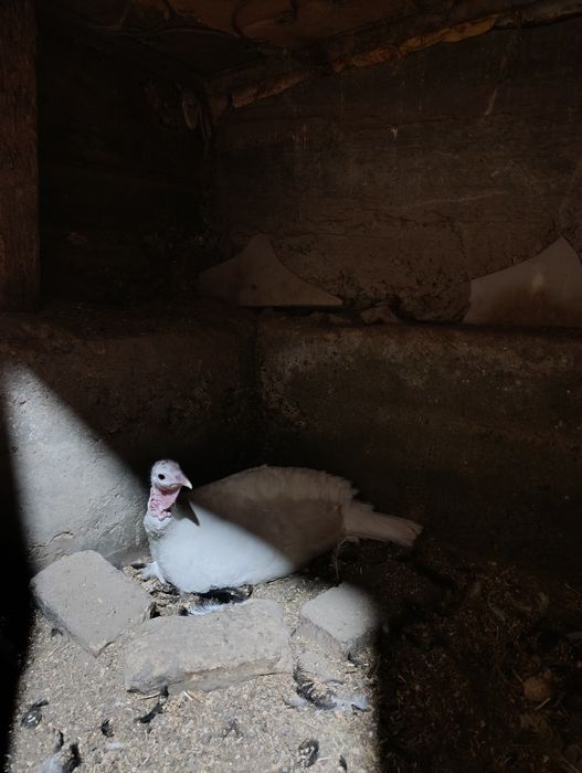 Курк бўлган куркалар сотилади