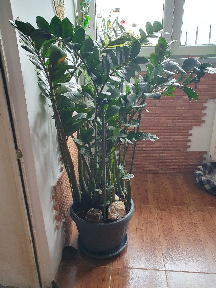 Planta de apartament zamioculcas