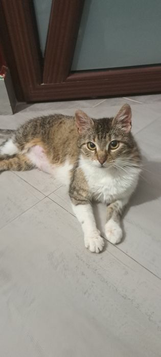 Adoptie pisica castrata Izvorica