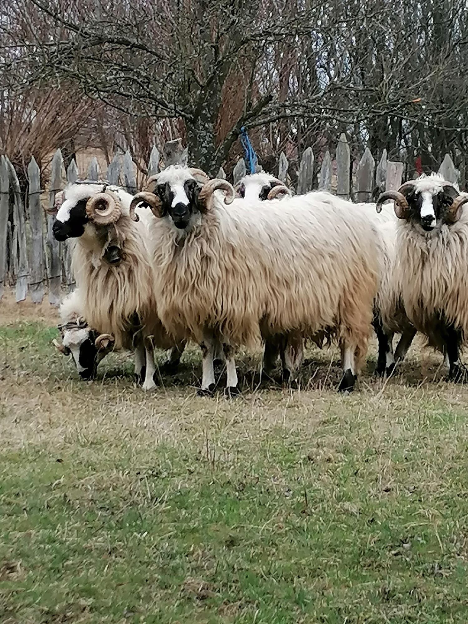 Berbeci de vânzare
