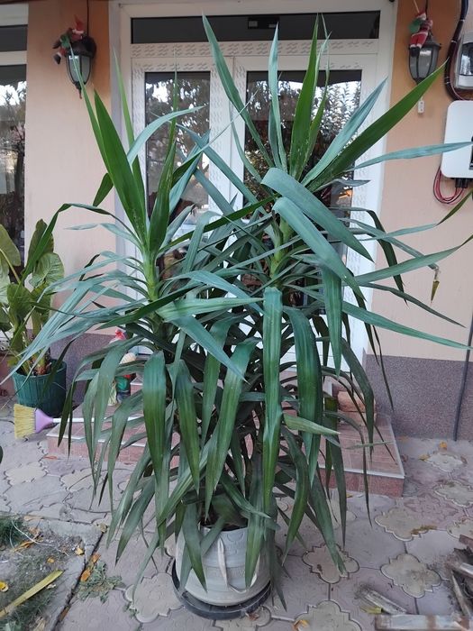 Palmier ornamental iuca