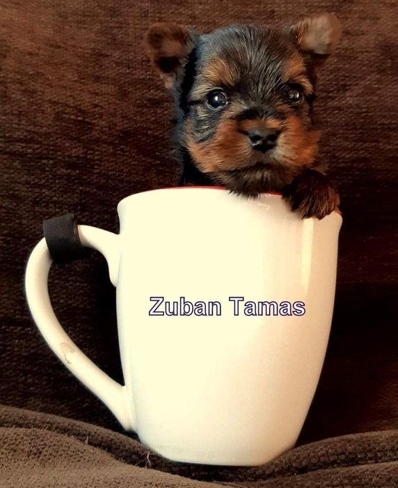 Vand catel Yorkshire terrier!