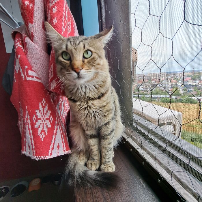 Adoptie motan castrat