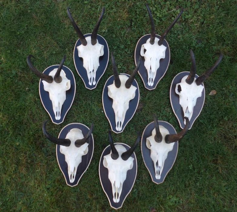 Трофеи от диви кози