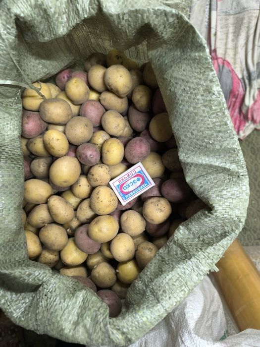 Продам картофель дачный