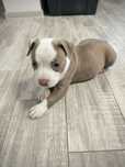 Fetița american bully ABKC
