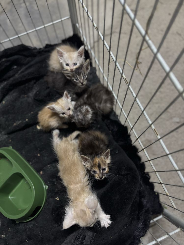 Мейн Кун котенок