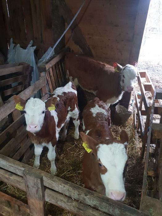 Vaci cu lapte si juninci de vanzare