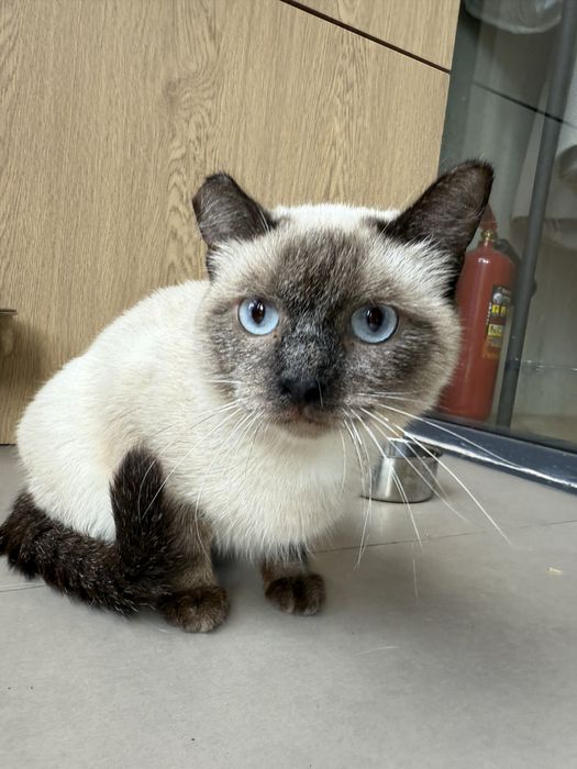 Кошка сиамская свою семью. Стерилизованная