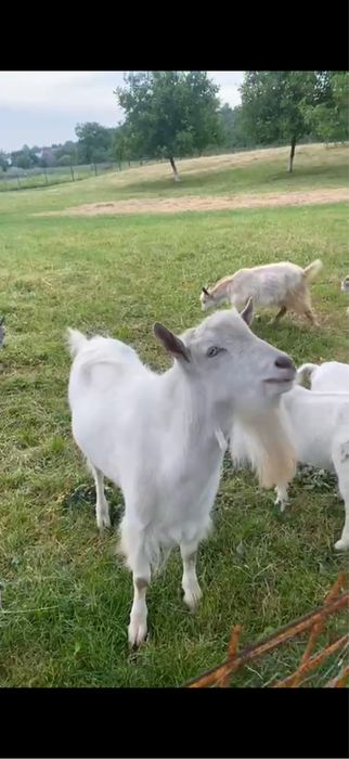 Tap rasa Sannen fara coarne bun de prasila