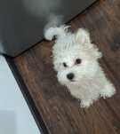 Bichon Maltez 4 luni