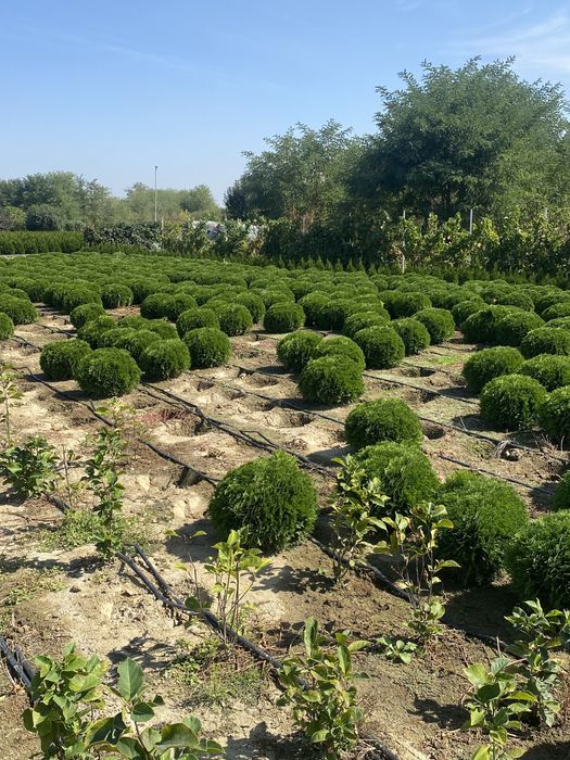 Plante ornamentale tei stejar platani