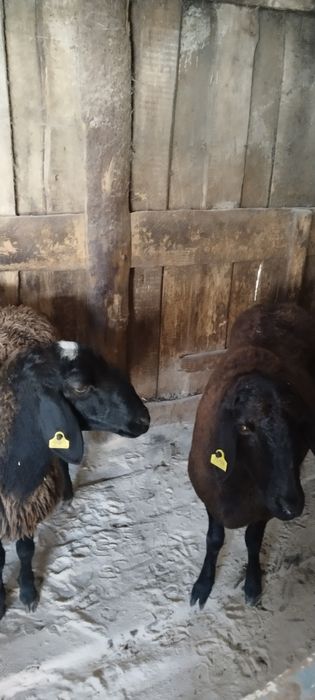 Продам баран гисар