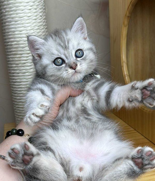 Чистакровные котята скоттиш страйт с паспортом