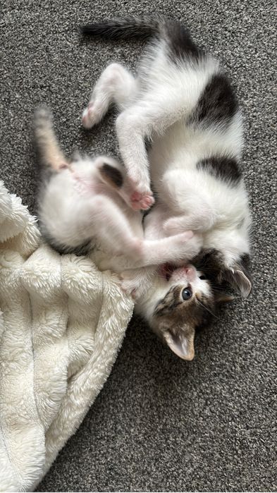 Pisici spre adoptie