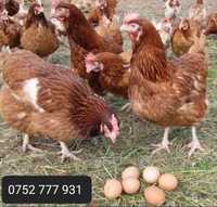 Găini ouătoare cu livrare