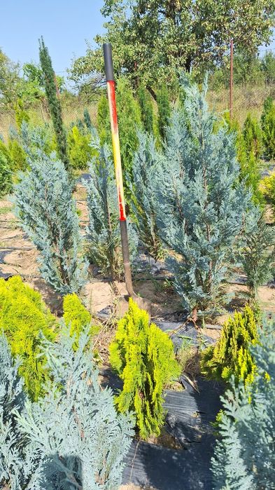 Plante ornamentale Seini Chiparos columnar/Chamaecyparis columnaris