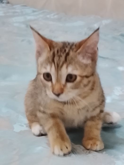 Одам даром в хорошие Рукин