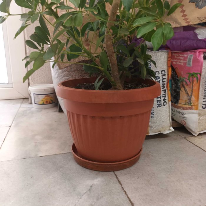 Шефлера 115см.-50лв