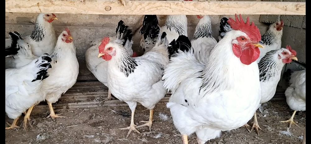 Росия линя адлер макён хӯрозлари сотилади