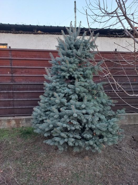 Продам голубую ель