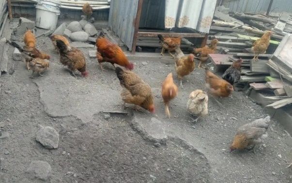 17 домашних курочек и 8 петушков. Фото и видео через ватсап. Прокапаны