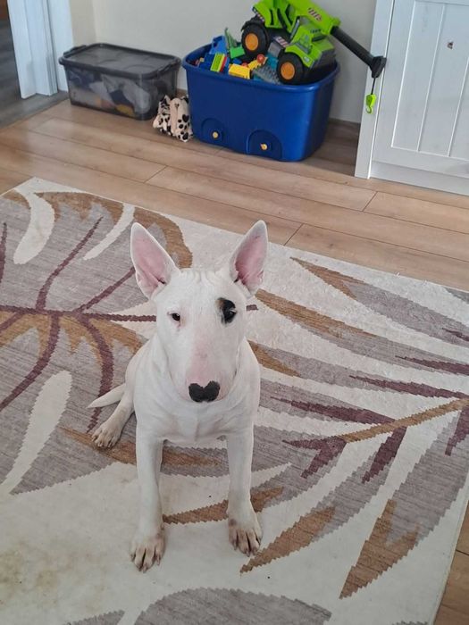 Бултериер чистокръвен