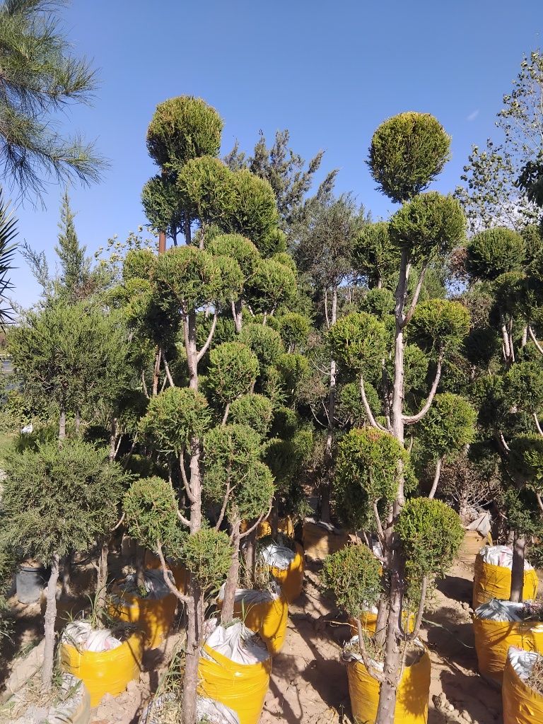 Gazon ekish ishlari lanshaftni dizayin asosida