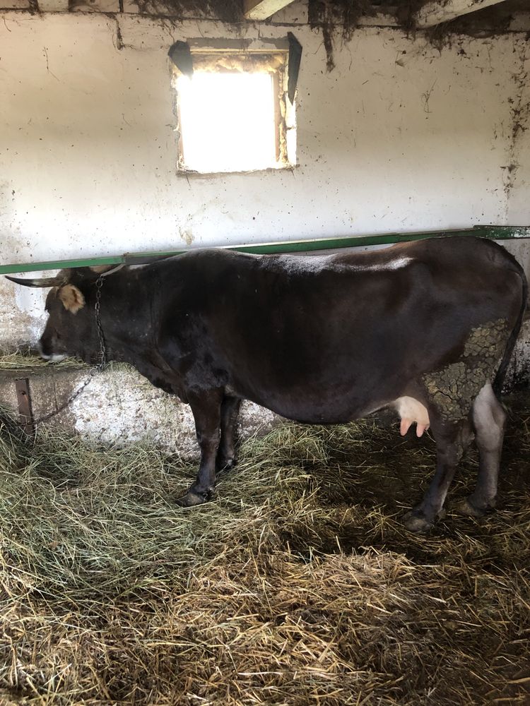 de vânzare ojunică de doi ani de abator și o vacă de abator