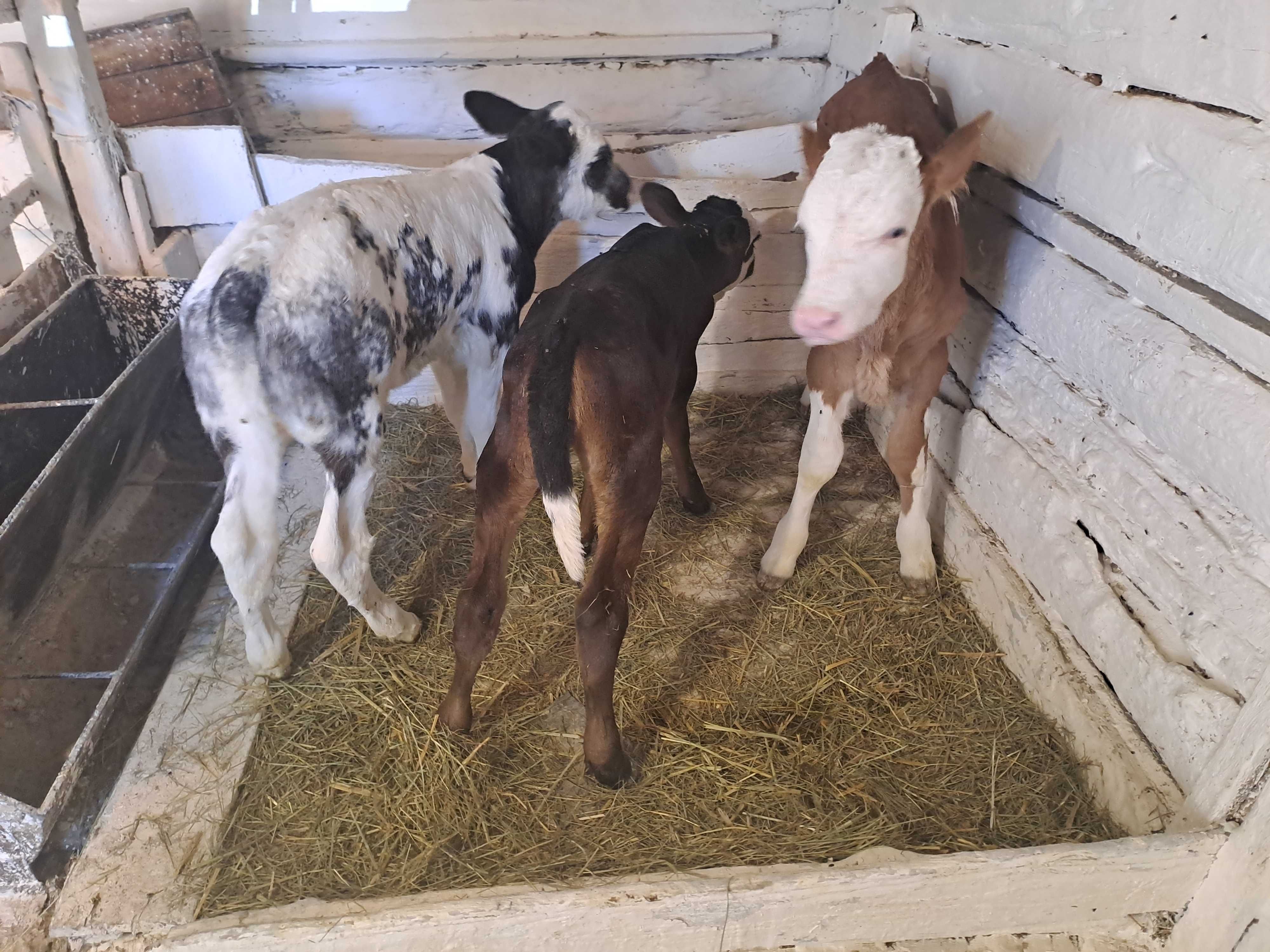 Vând trei viței sugari