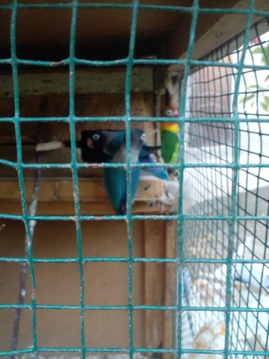 Nerazdushka 2 para sotiladi