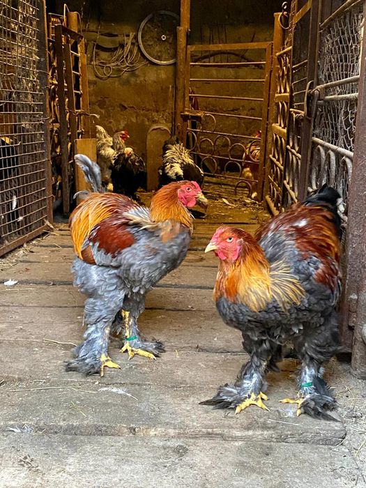 Brahma de vânzare
