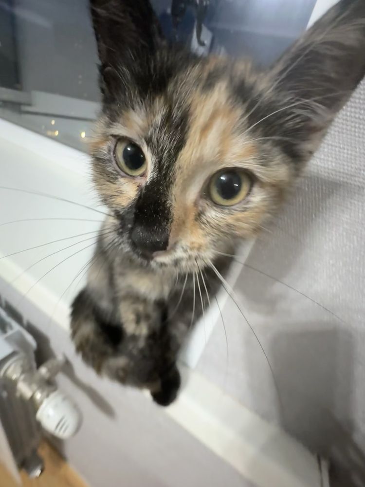 продам 3 месячного котенка