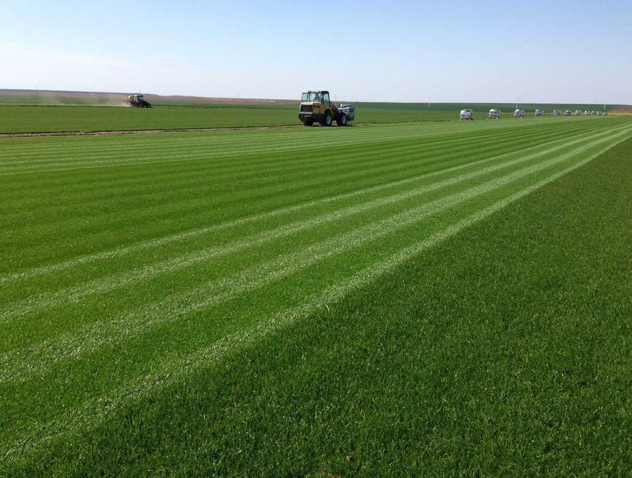 Gazon Rulou Calitate extra , Oferim transport oriunde in tara !