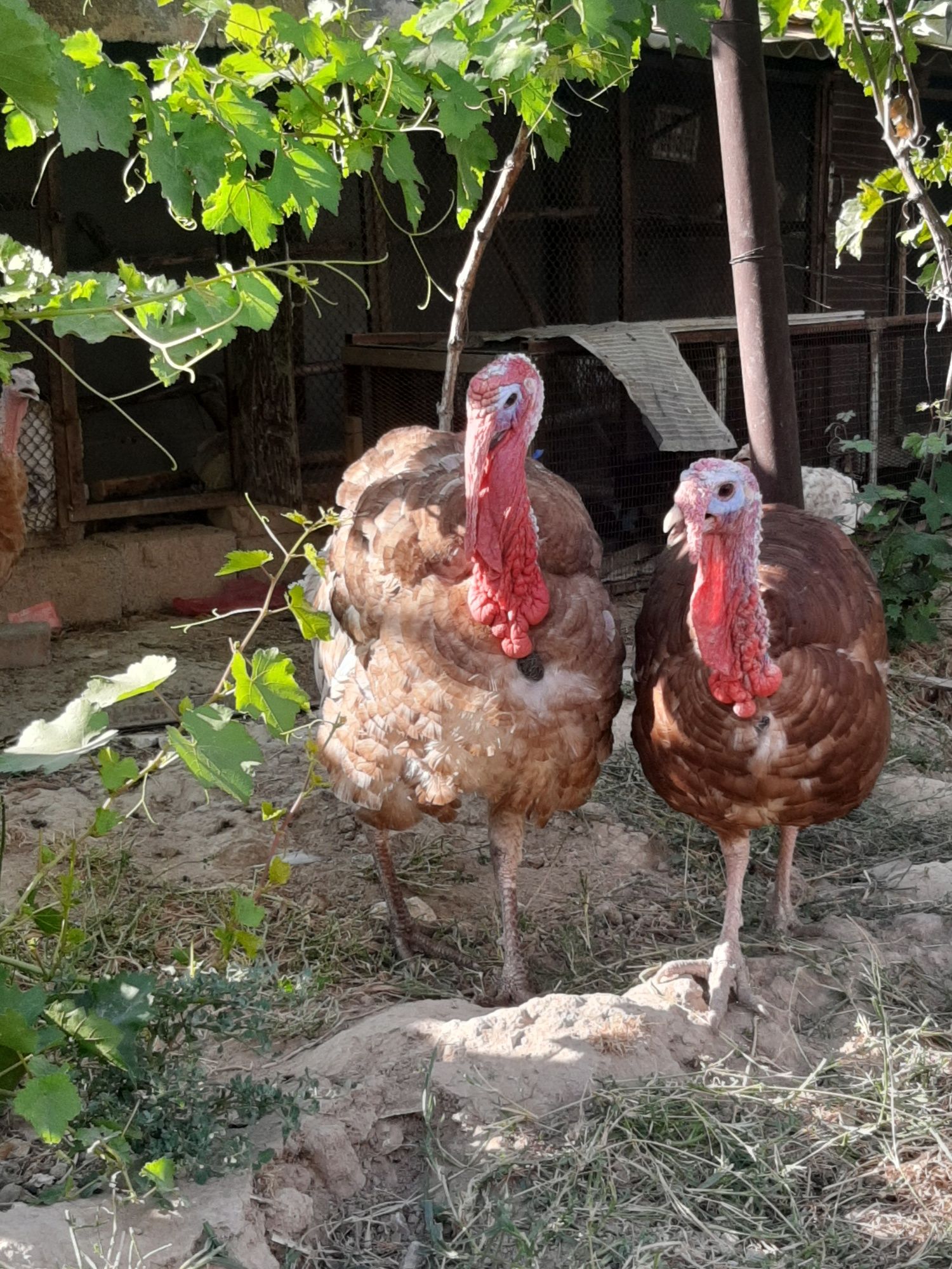 Индук . Продаётся самец индук