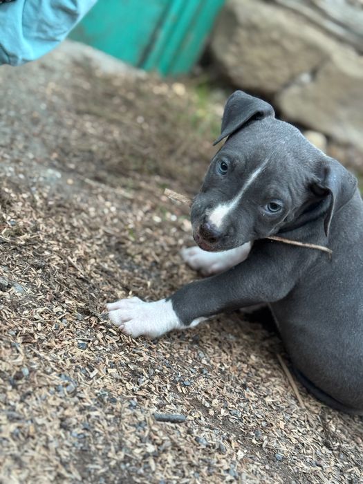 Продавам кръвен питбул сиво-бял