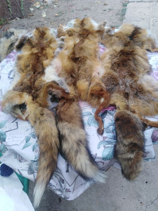Кожи от лисица...