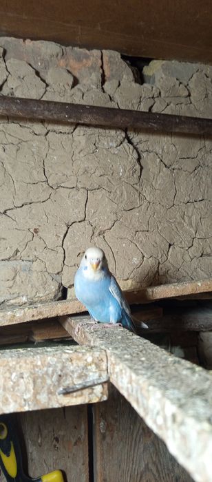 Срочно продам молодых попугаев