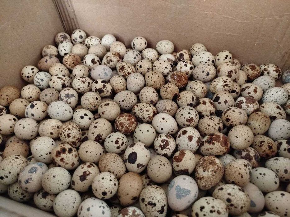 inkubatsion bedana tuxumlari bor beli gigant