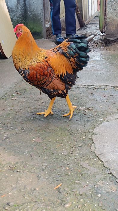 Cocoș wyandotte gsg