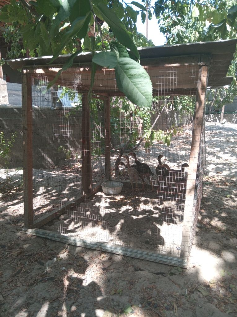 Tovuq Katak Sotiladi