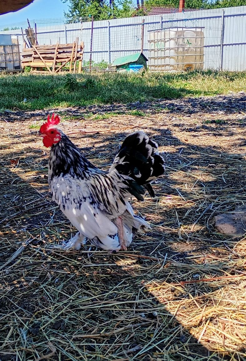Cocoși americani