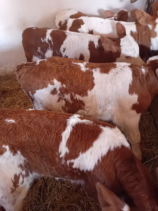 Taurasi și vitele baltate