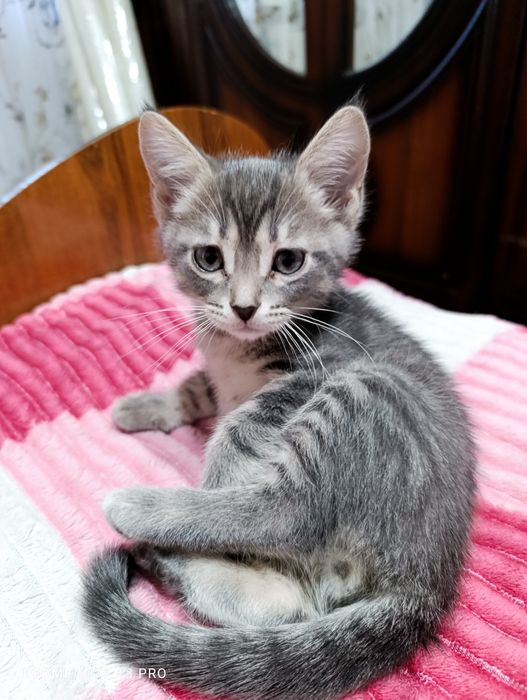 Отдадим котят в хорошие и добрые руки