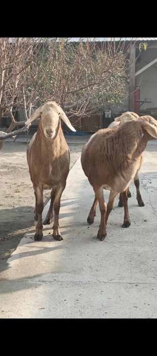 Arashan zotlik quylar sotiladi