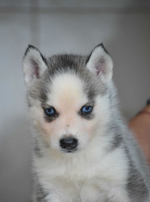 Husky Siberian cu pedigree