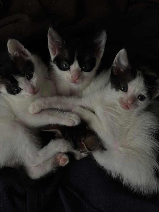 Ofer spre adopție 4 pui de pisică – 4 săptămâni, albi cu negru